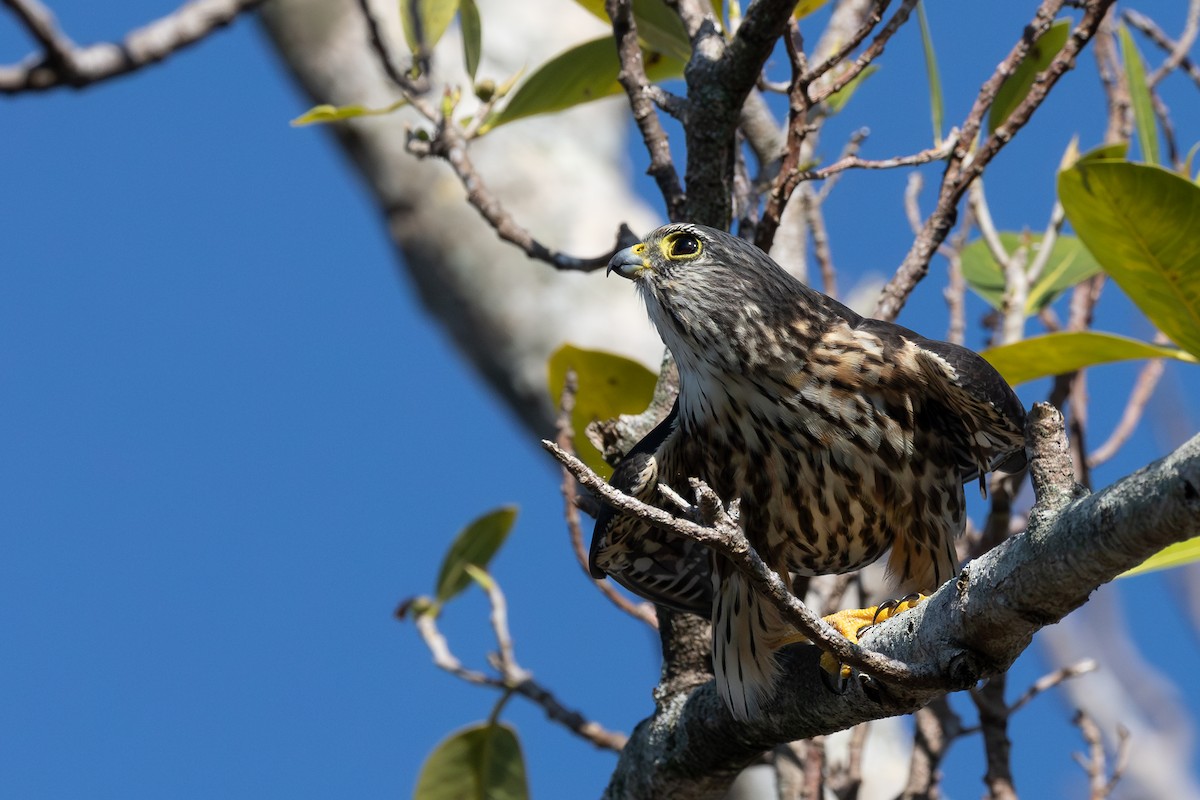 Merlin - ML631432062