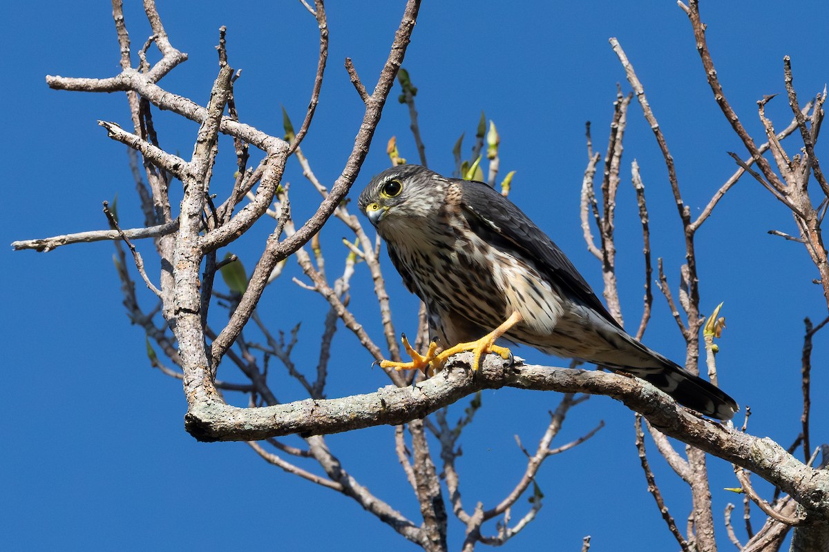 Merlin - ML631432063