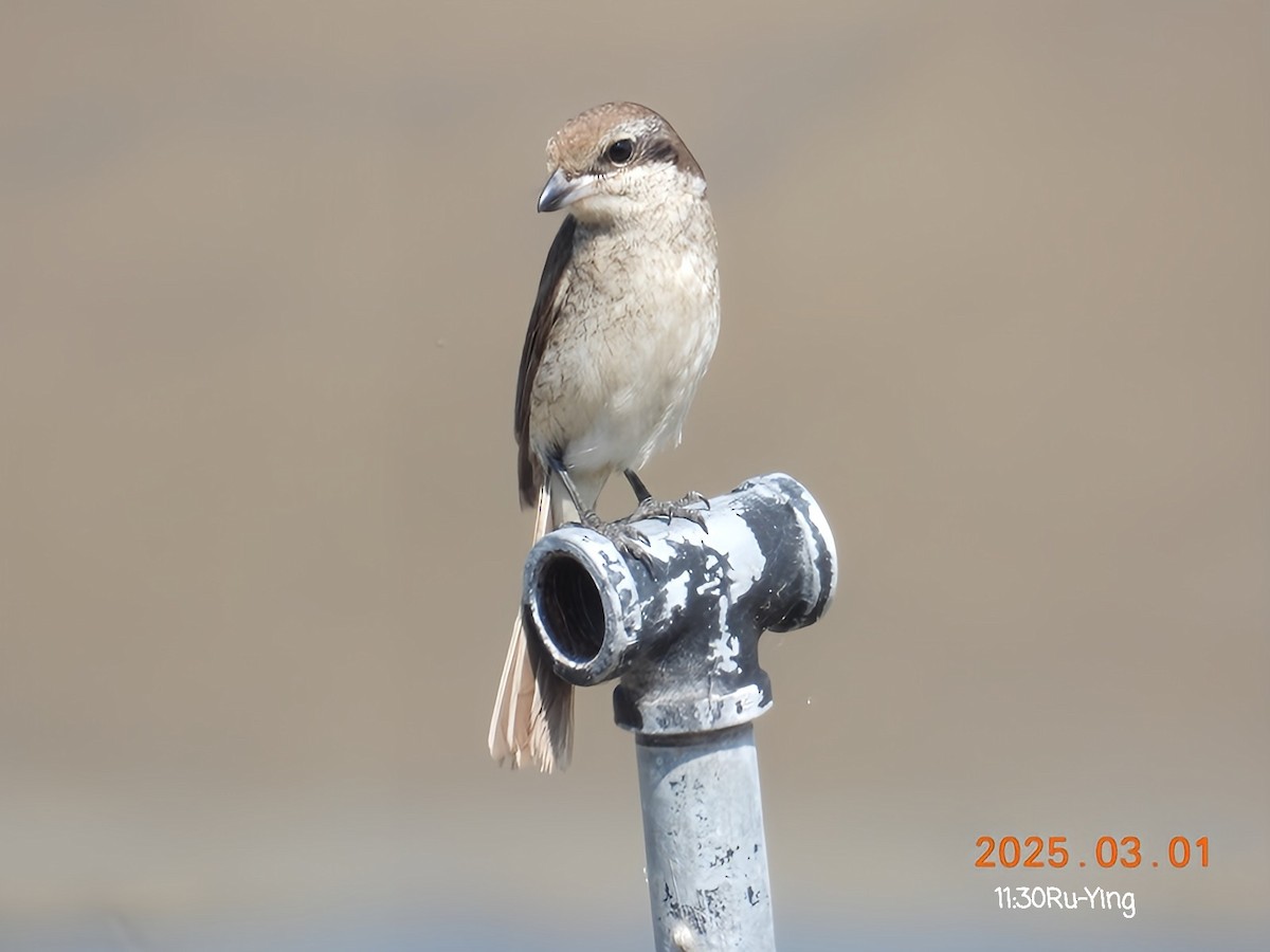 Brown Shrike - ML631432088