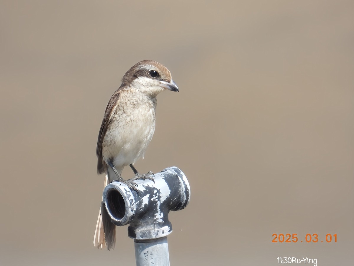 Brown Shrike - ML631432089