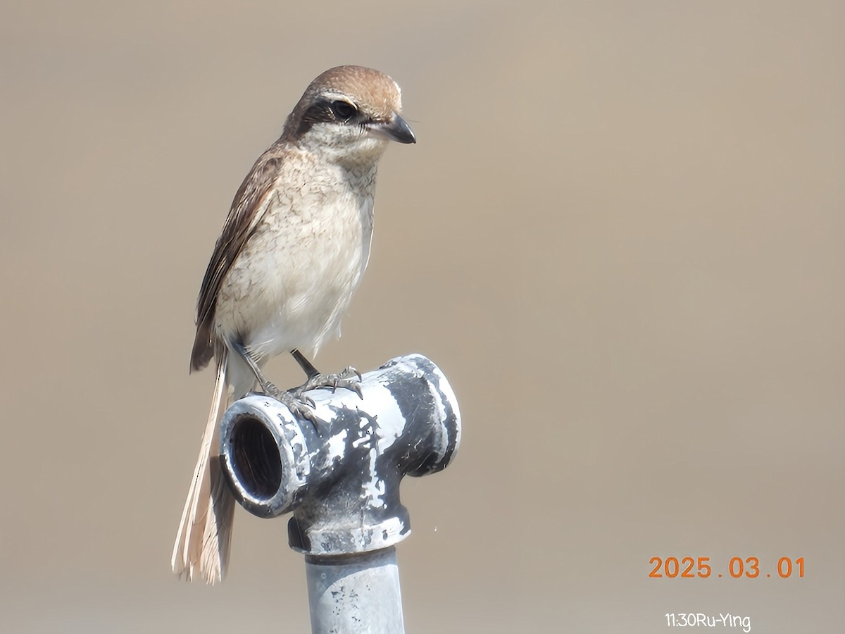 Brown Shrike - ML631432090