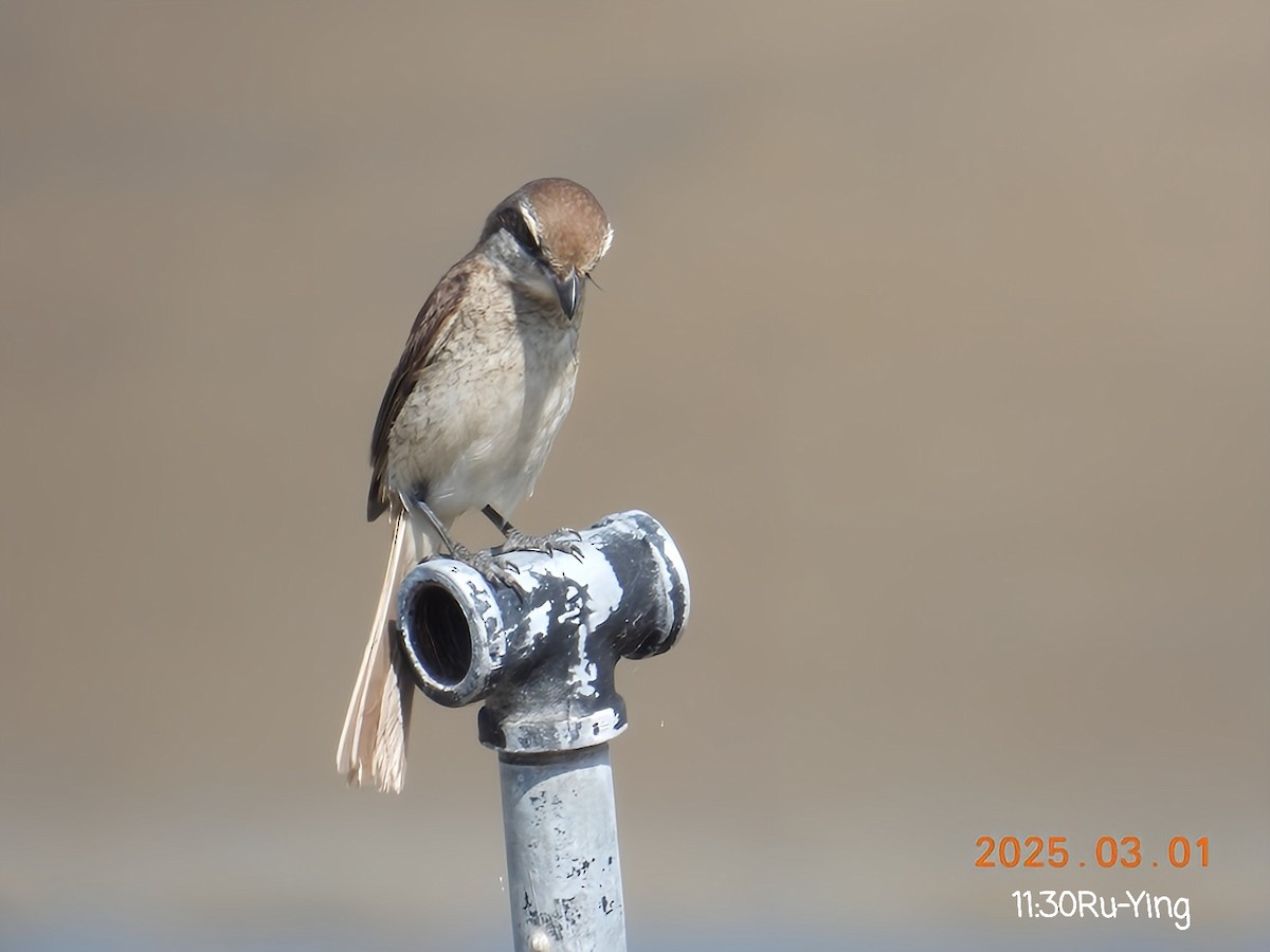 Brown Shrike - ML631432091