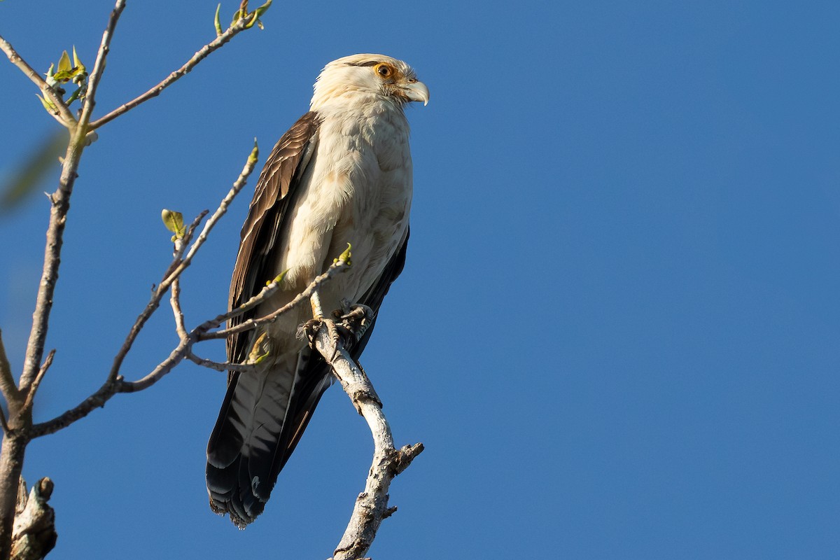 Yellow-headed Caracara - ML631432136