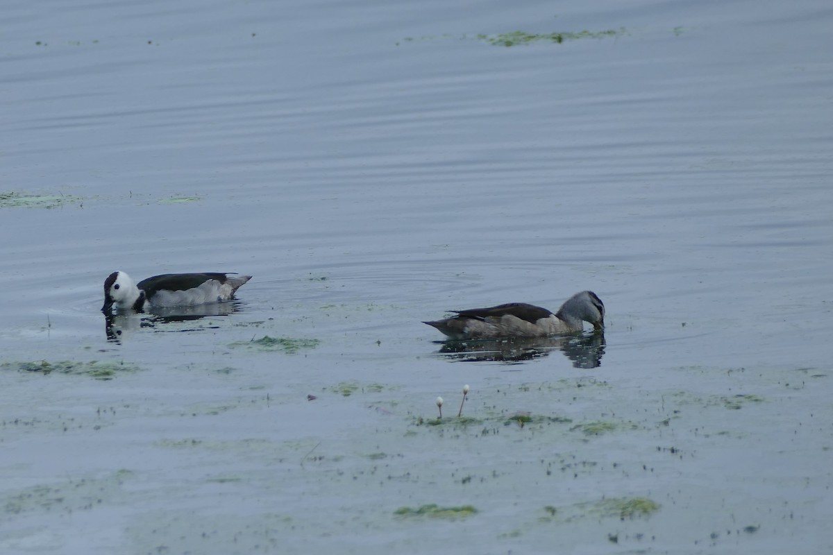 Cotton Pygmy-Goose - Michelle Rower