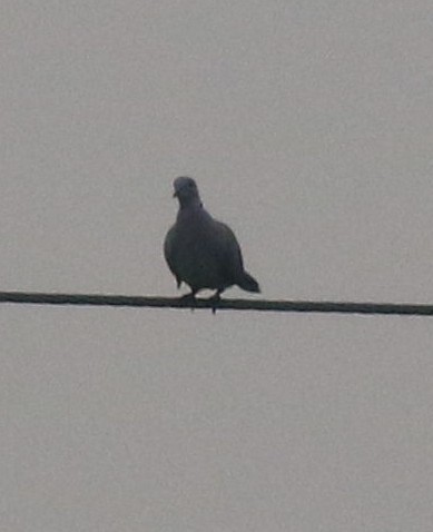Eurasian Collared-Dove - abhishek ravindra