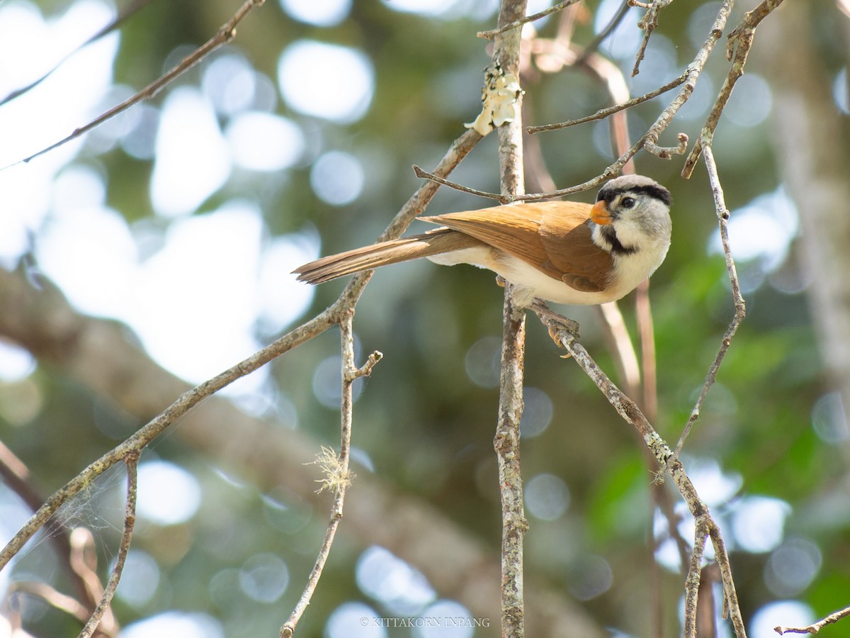 Gray-headed Parrotbill - ML631432376