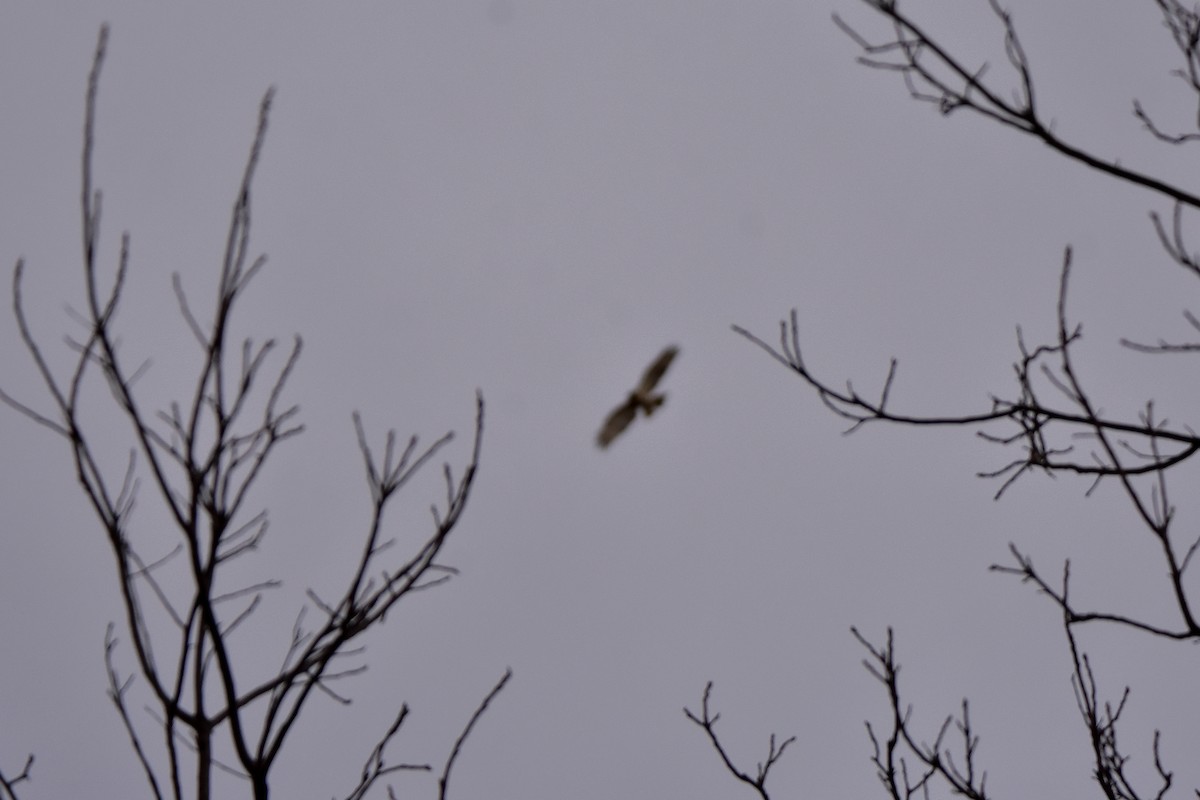 Red-tailed Hawk - ML631432634