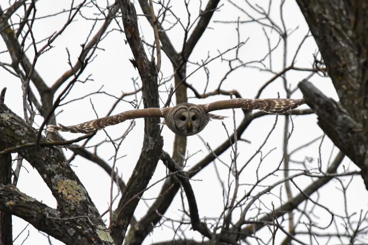 Barred Owl - ML631432673
