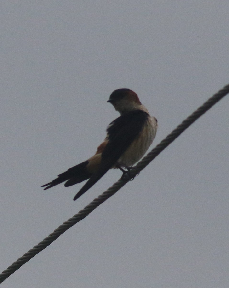 Red-rumped Swallow - abhishek ravindra