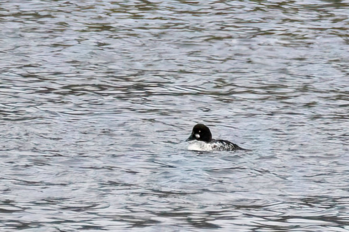 Common Goldeneye - ML631432835