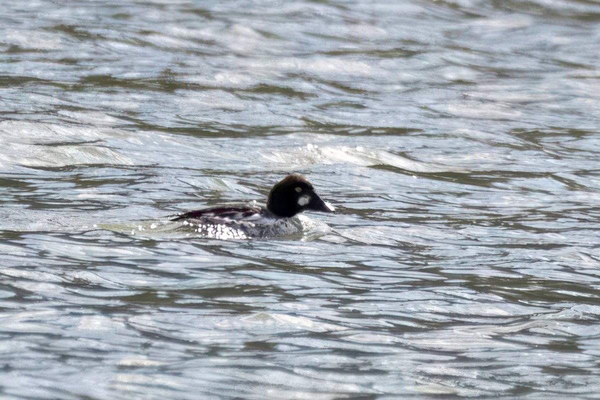 Common Goldeneye - ML631432844