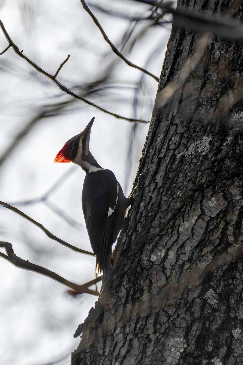 Pileated Woodpecker - ML631432978