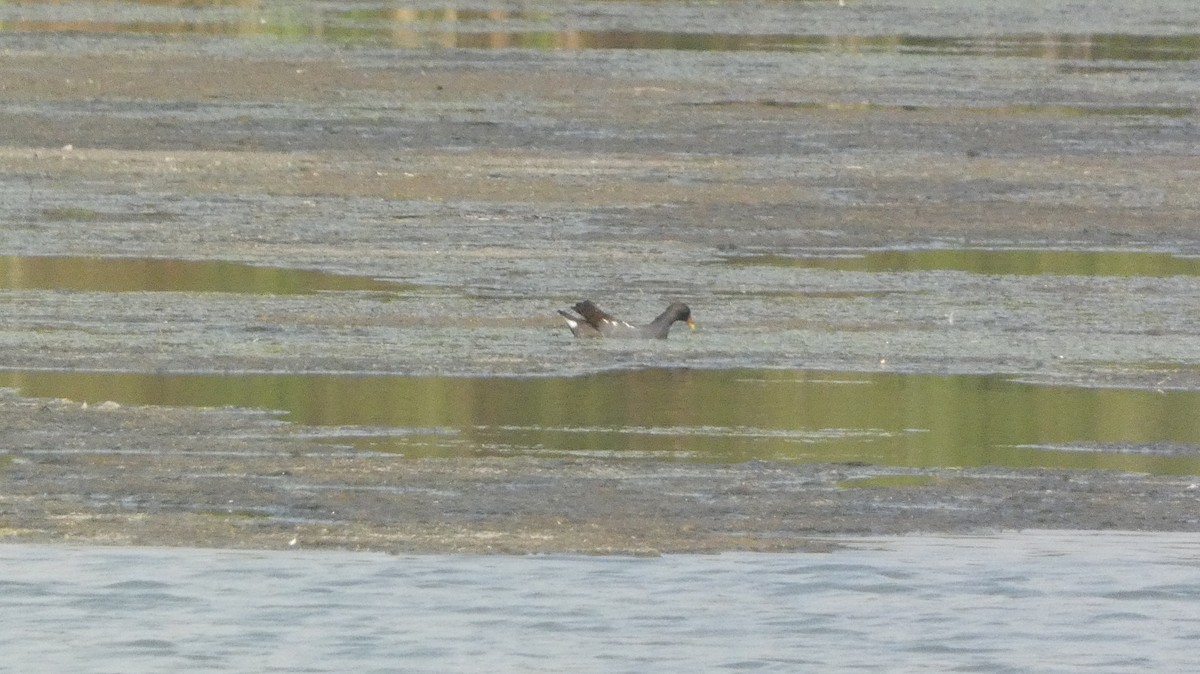 Eurasian Moorhen - ML631433035