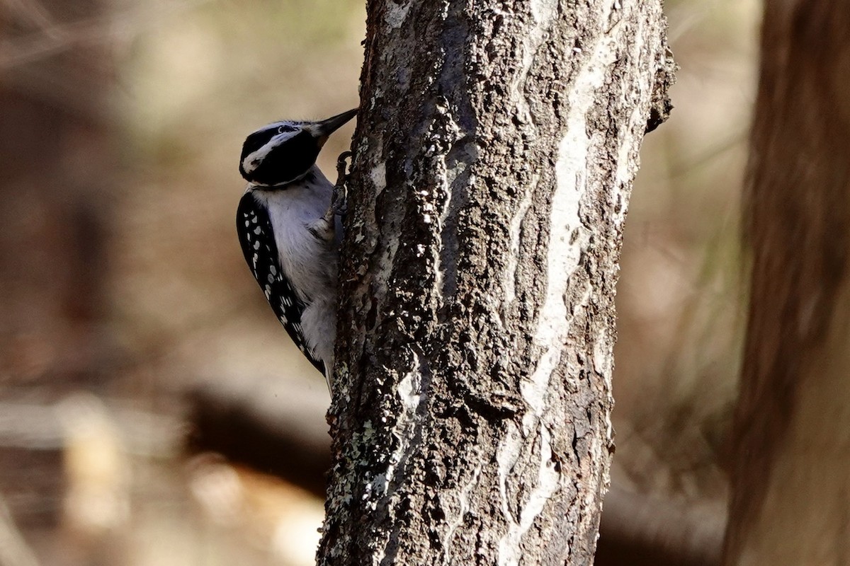 Hairy Woodpecker - ML631433121