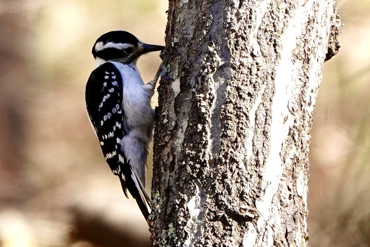 Hairy Woodpecker - ML631433122