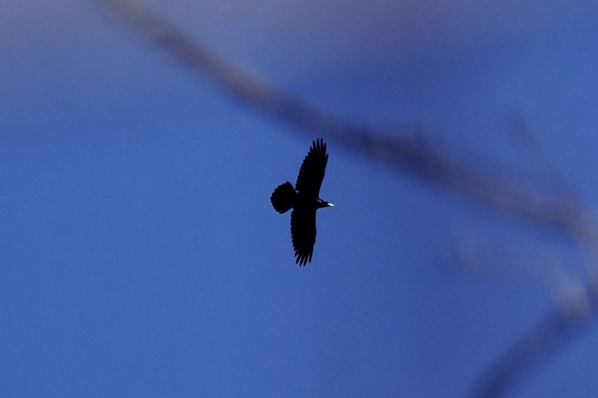 Common Raven - ML631433150