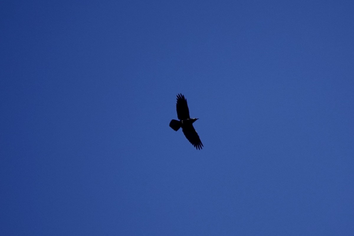 Common Raven - ML631433154