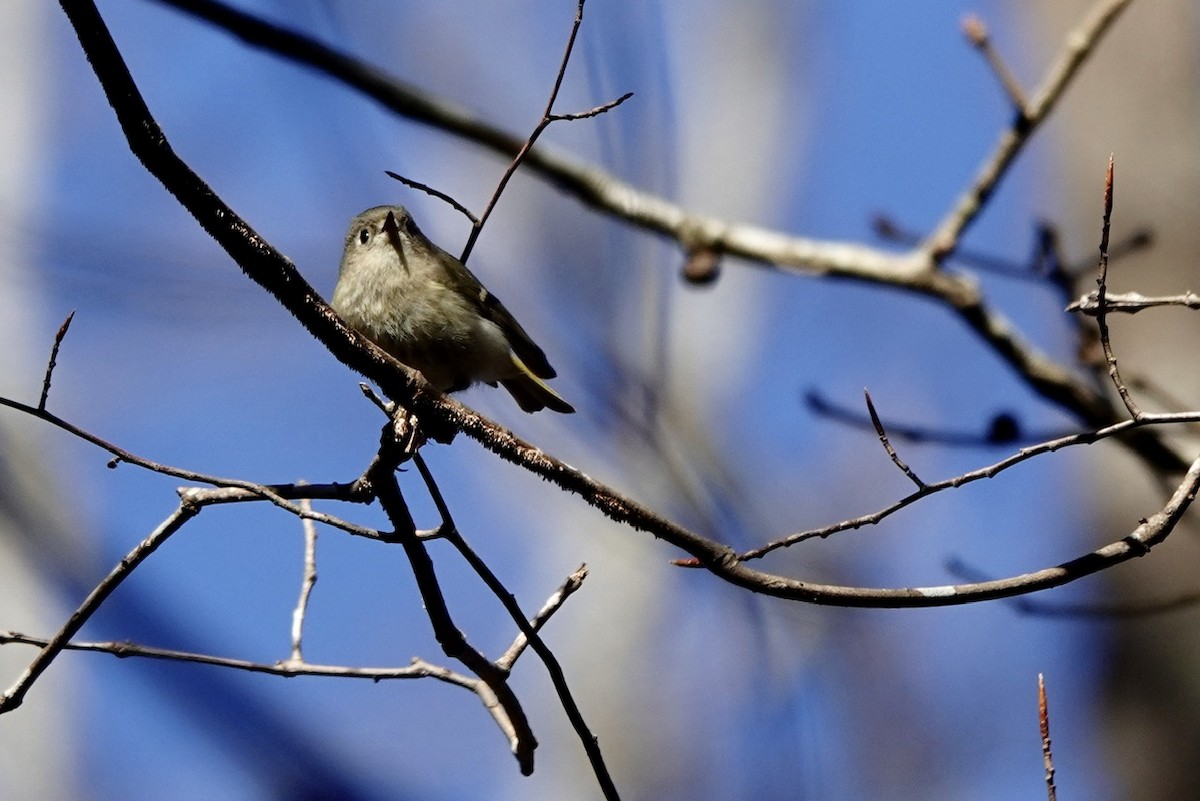 Ruby-crowned Kinglet - ML631433179