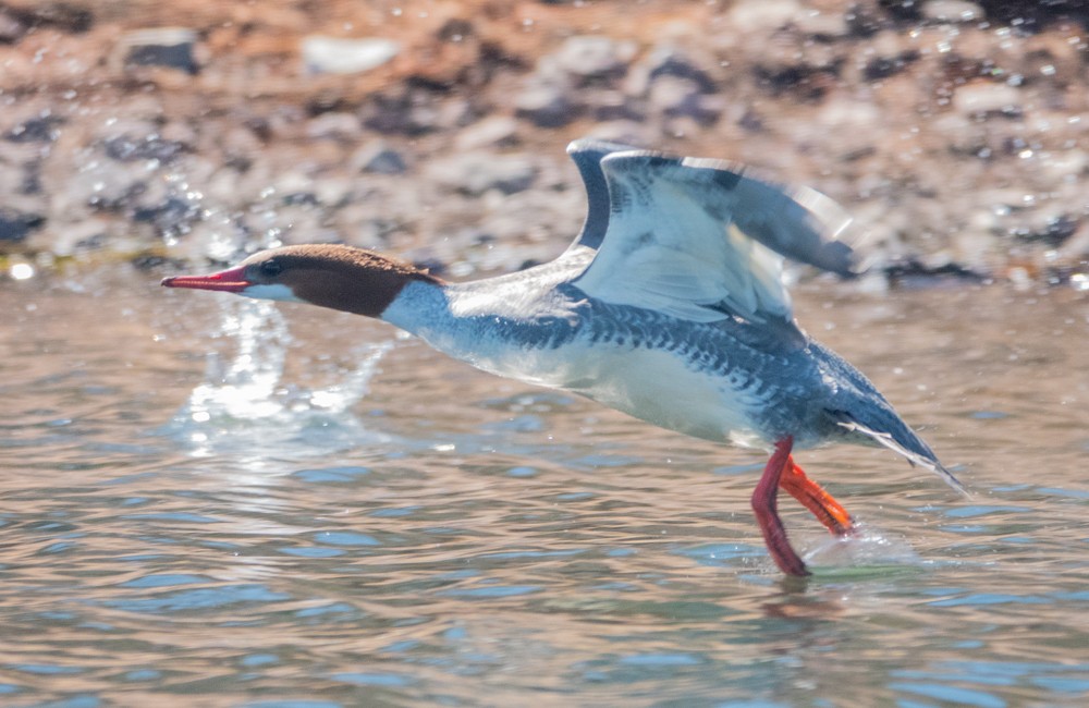 Хумхин бохио - ML631433214