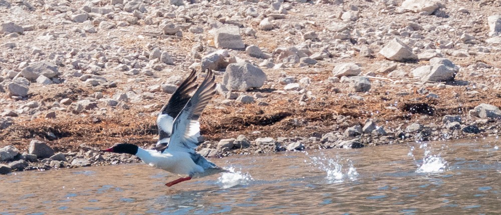 Хумхин бохио - ML631433215