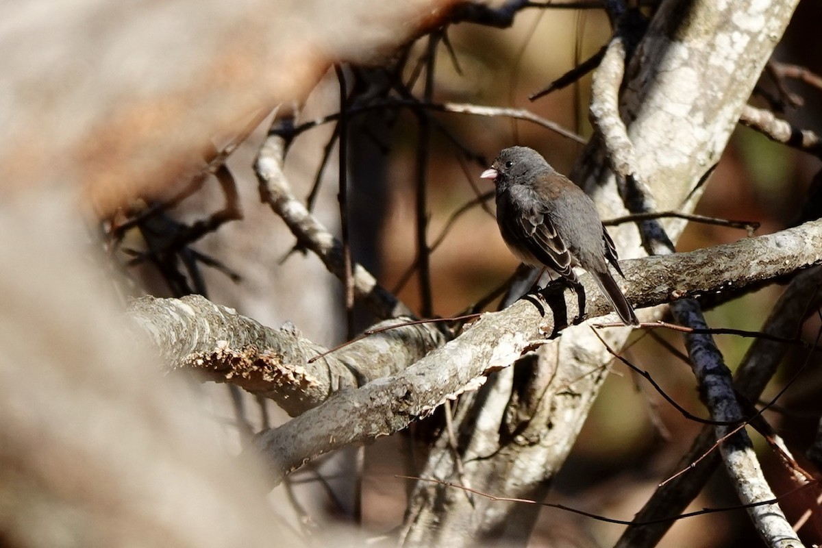 Dark-eyed Junco (Slate-colored) - ML631433328