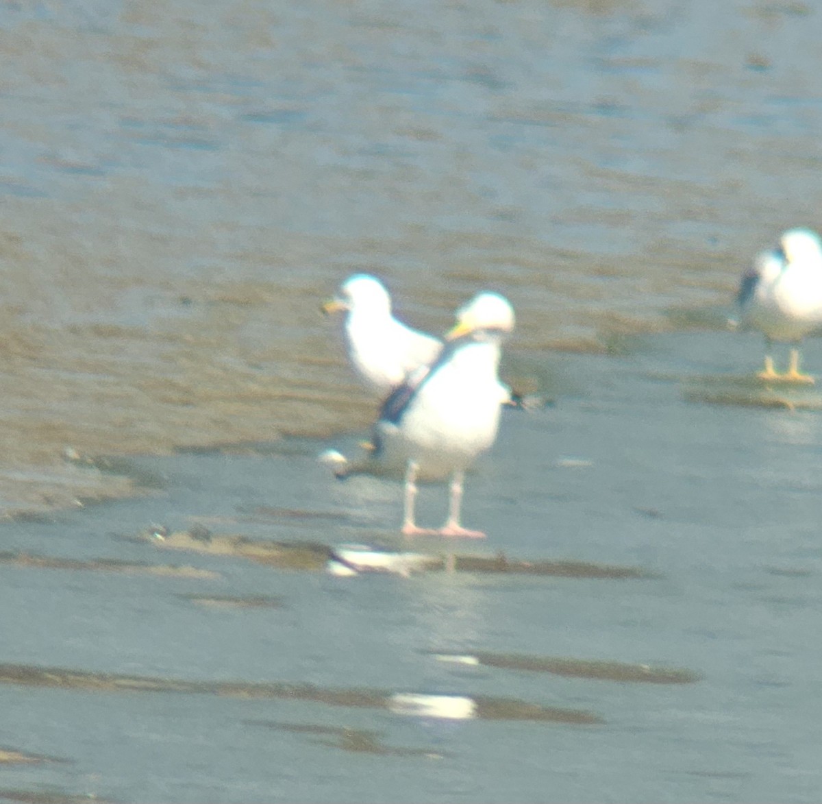 American Herring Gull - ML631433606