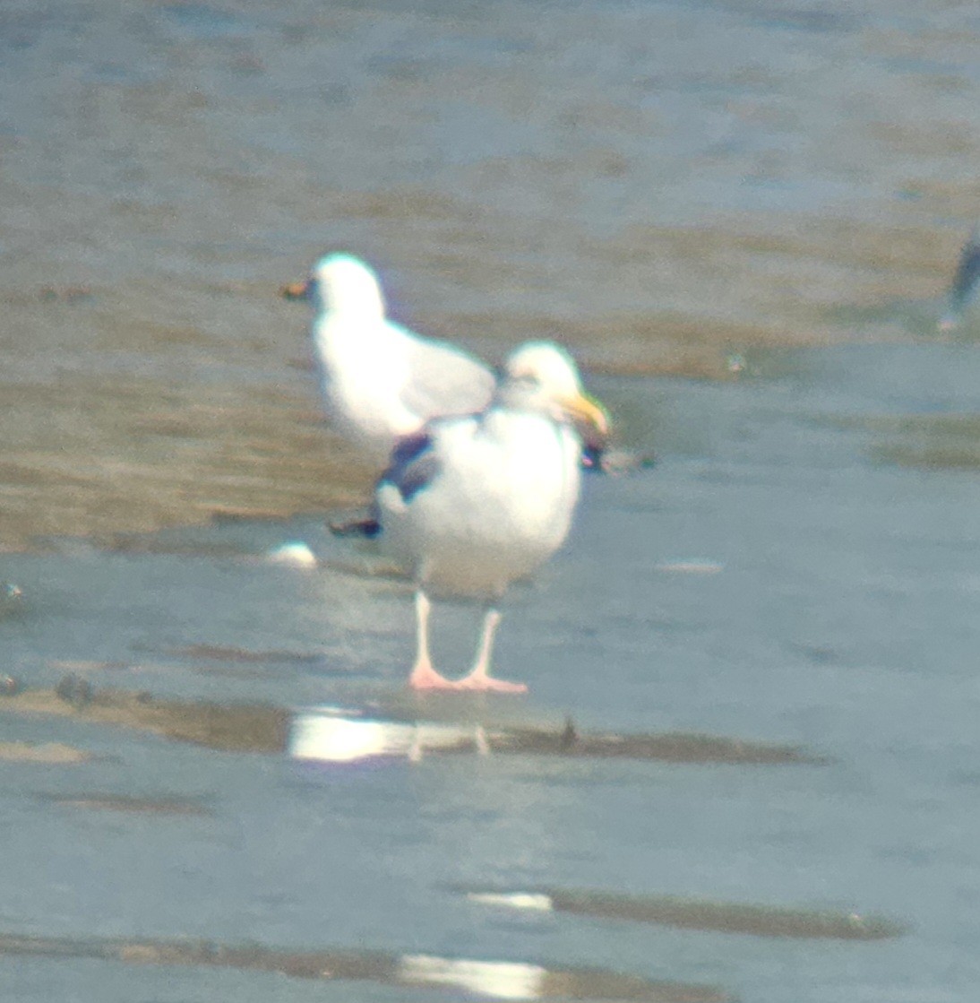 American Herring Gull - ML631433620