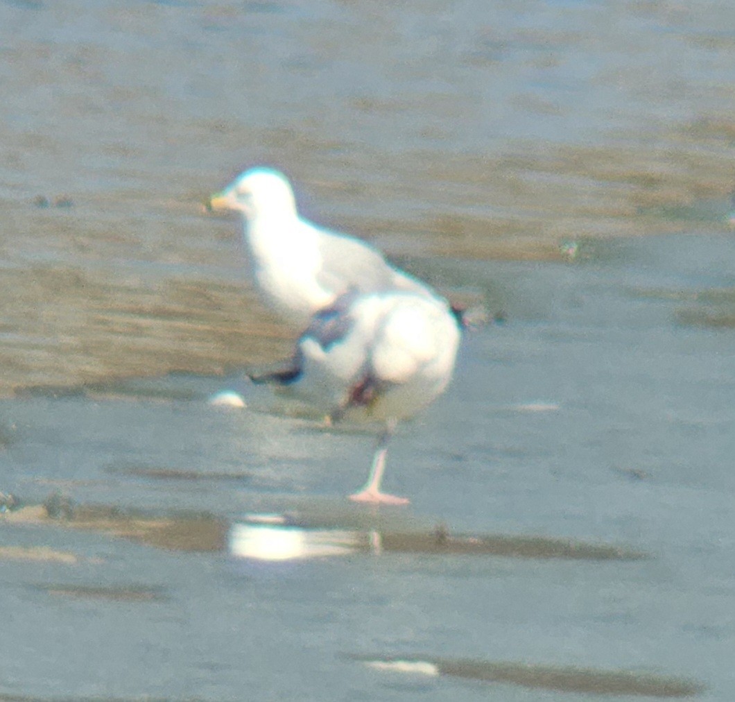 American Herring Gull - ML631433628