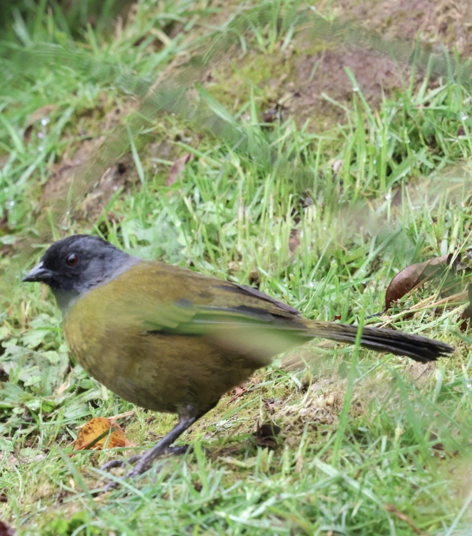 Large-footed Finch - ML631433665