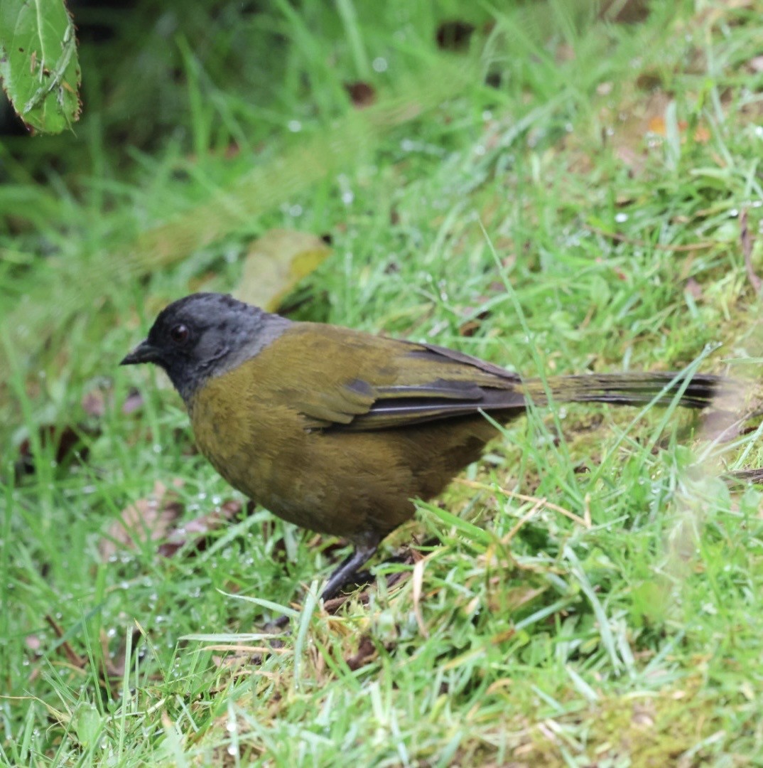 Large-footed Finch - ML631433666