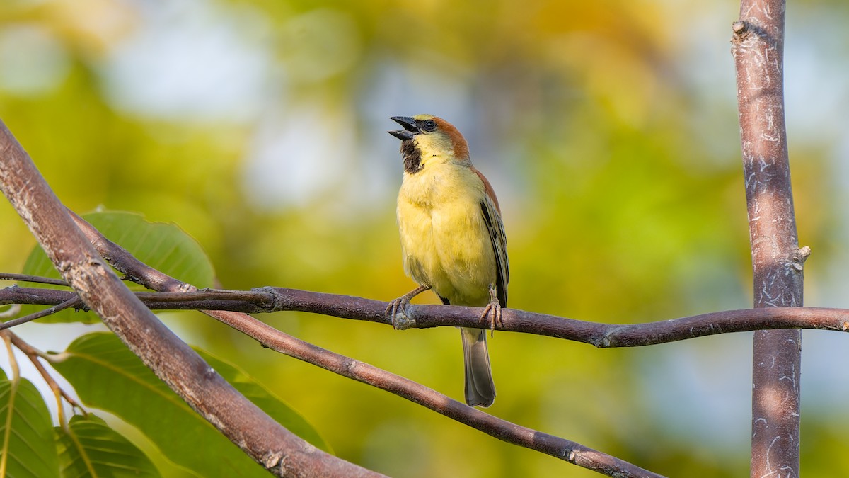 Plain-backed Sparrow - ML631434055