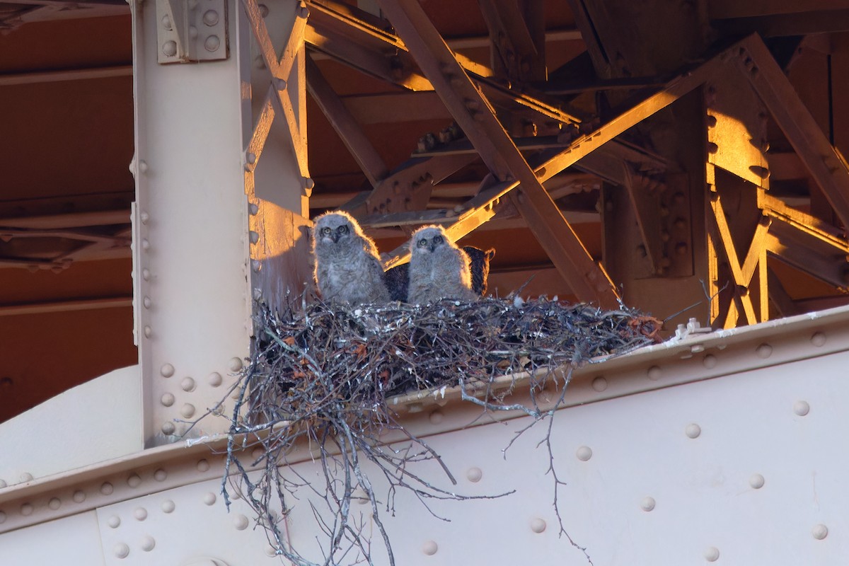Great Horned Owl - Ankur Dave