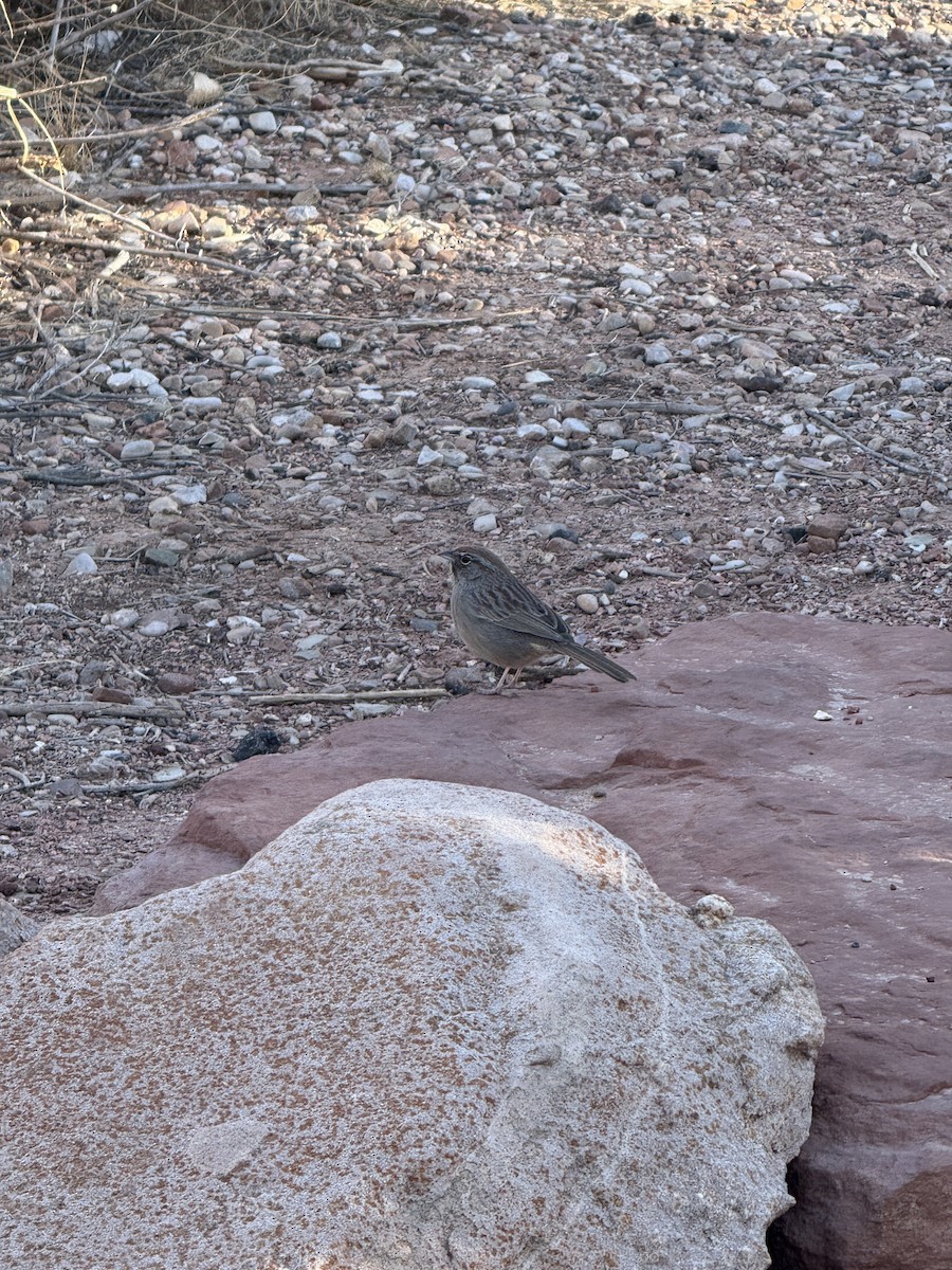 Rufous-crowned Sparrow - ML631434121