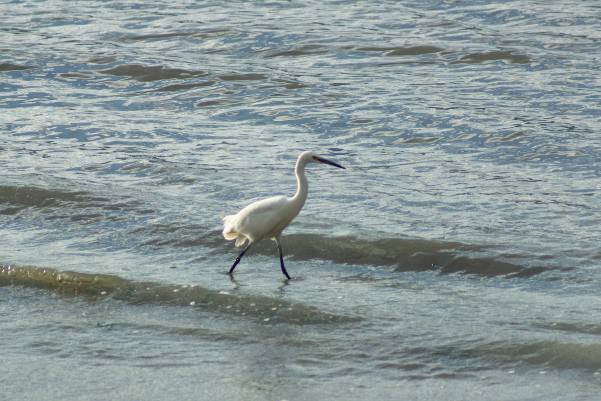 Little Egret - ML631434373