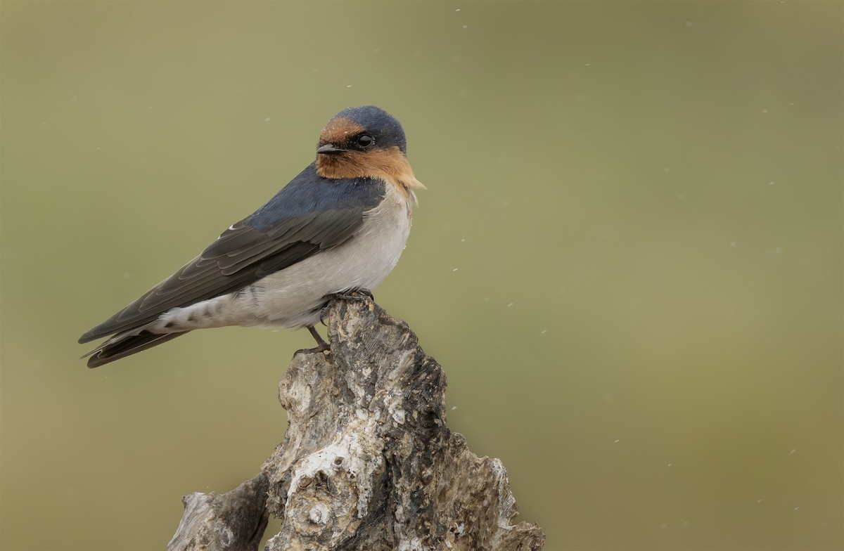 Welcome Swallow - ML631435158