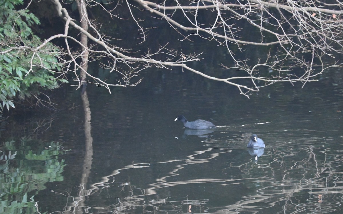 Eurasian Coot - ML631435166