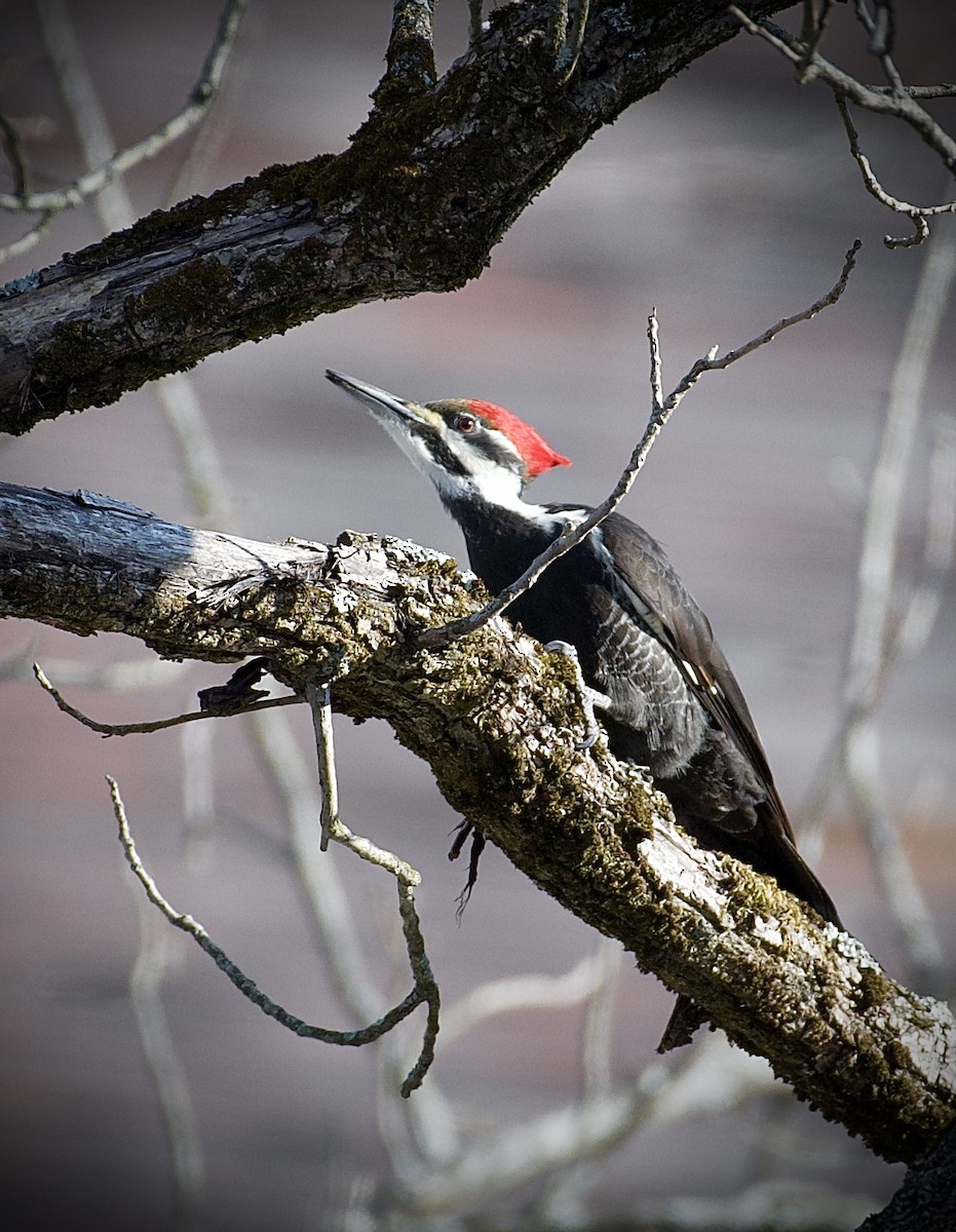 Pileated Woodpecker - ML631435206