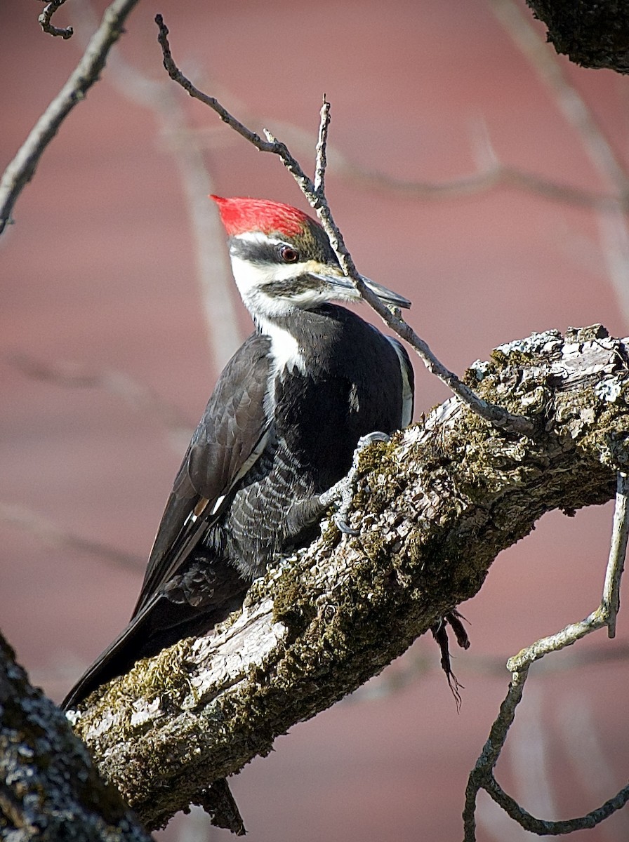 Pileated Woodpecker - ML631435208