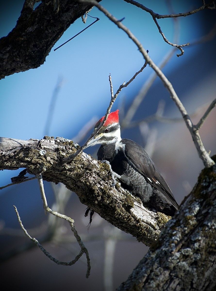 Pileated Woodpecker - ML631435209