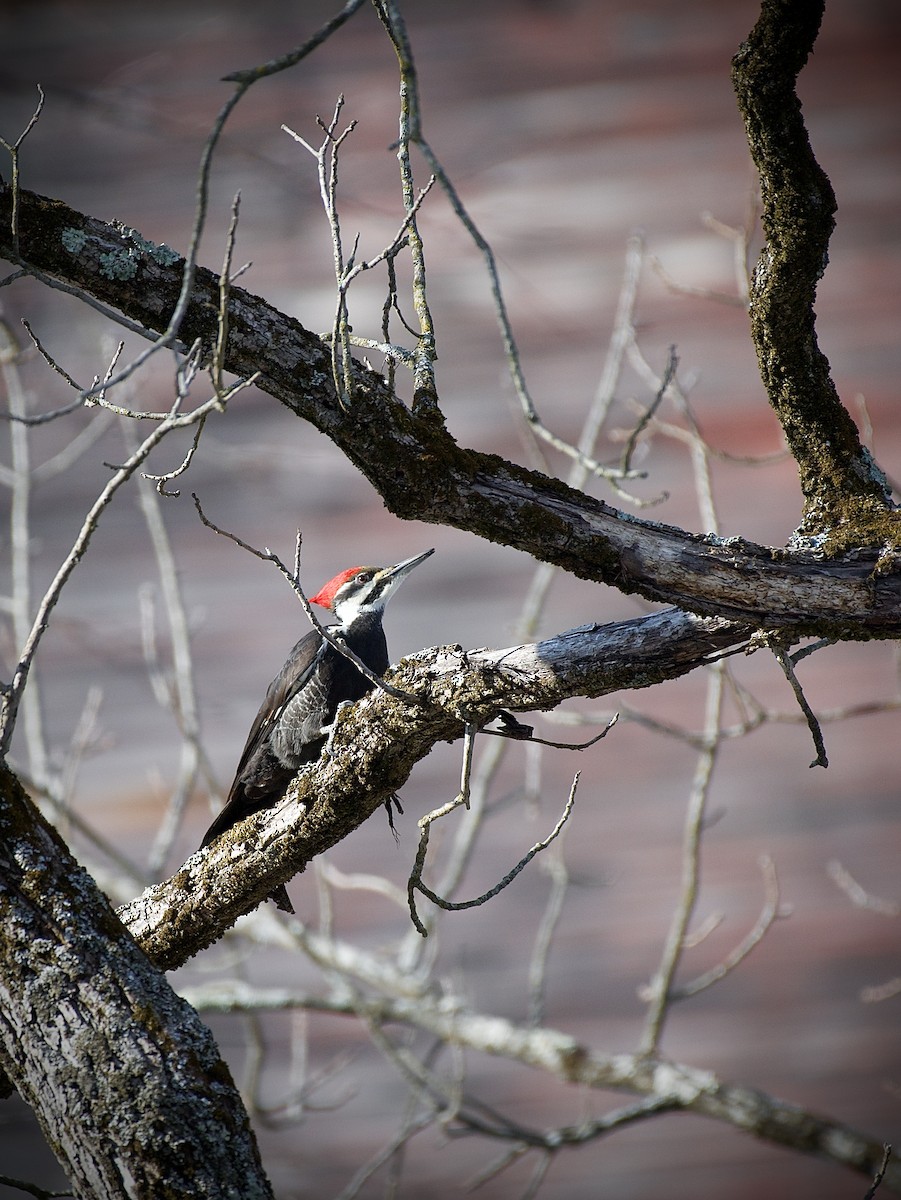 Pileated Woodpecker - ML631435210