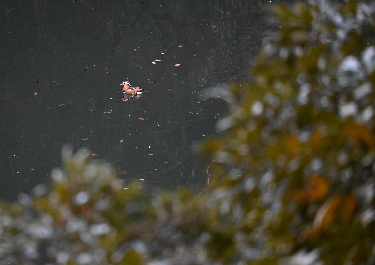 Mandarin Duck - ML631435253