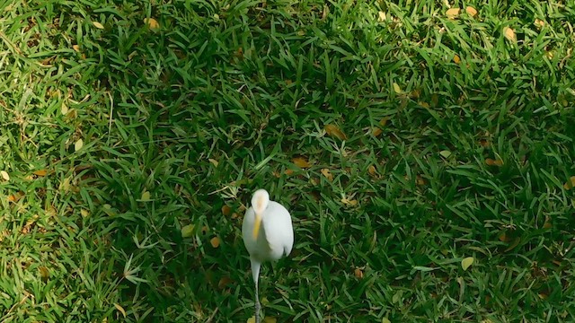 Eastern Cattle-Egret - ML631435428