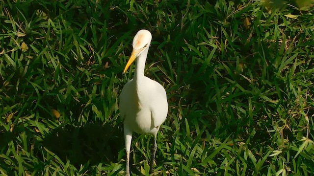 Eastern Cattle-Egret - ML631435441