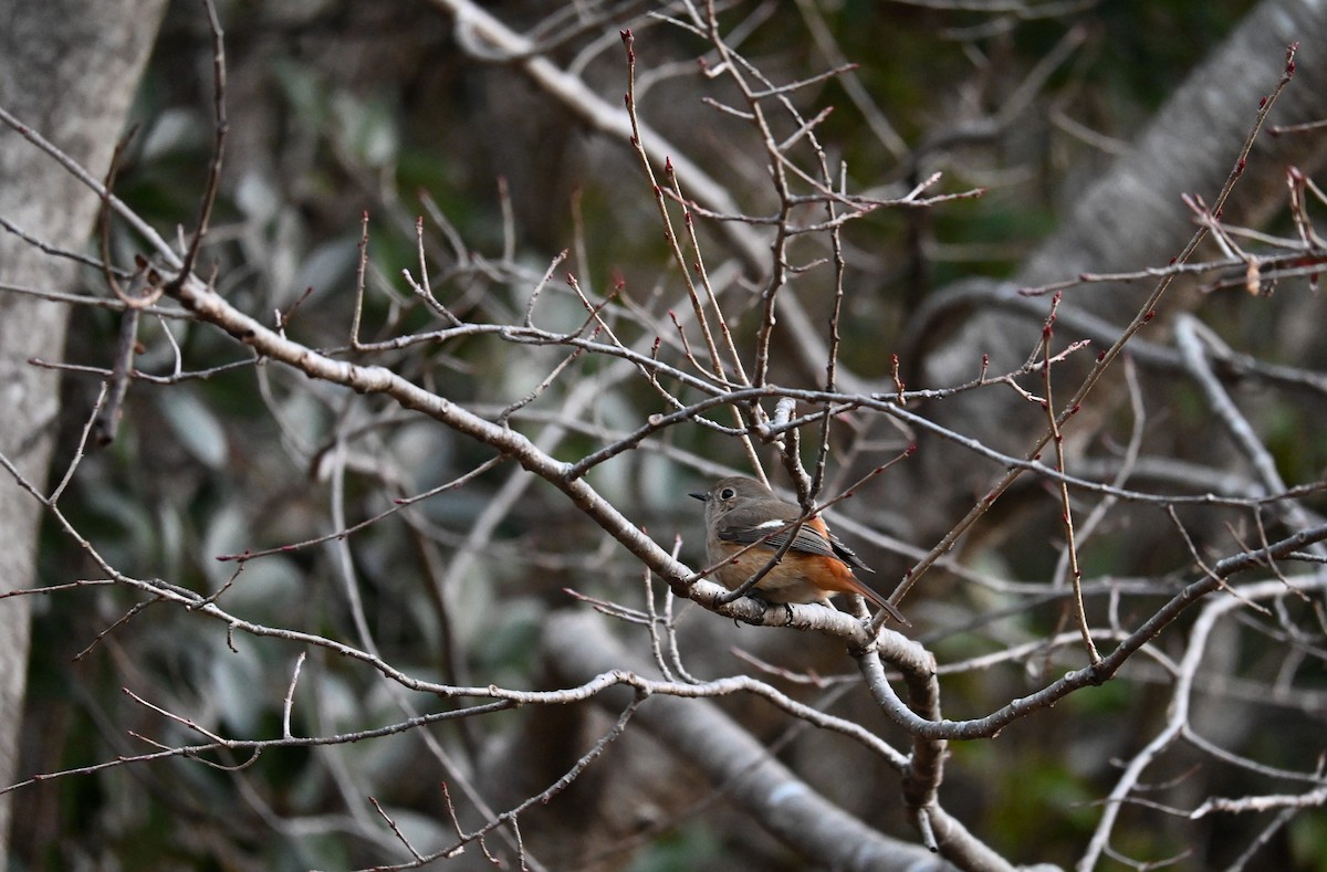 Daurian Redstart - ML631435583