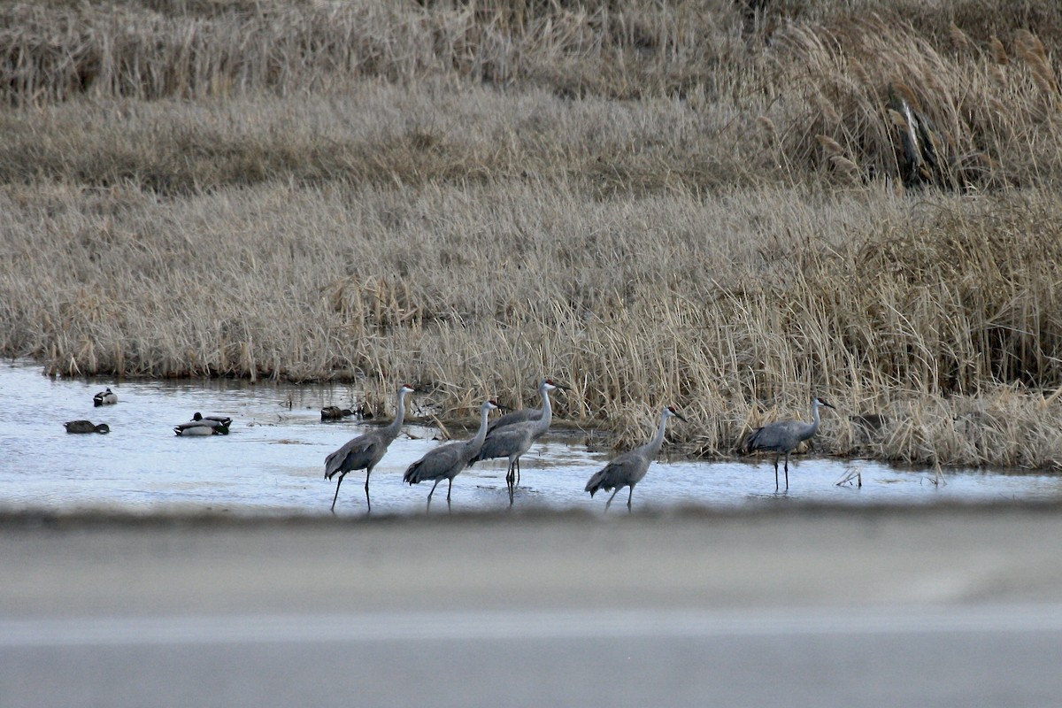 Sandhill Crane - ML631435859