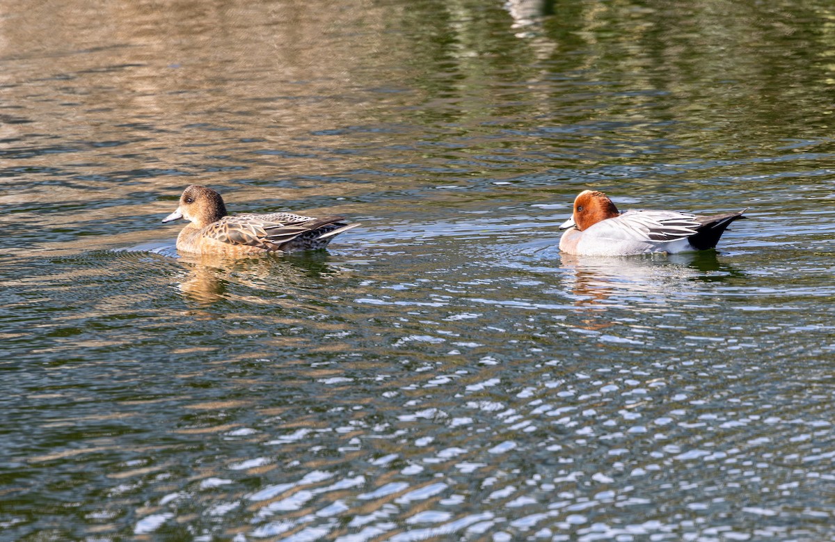 Eurasian Wigeon - ML631435898