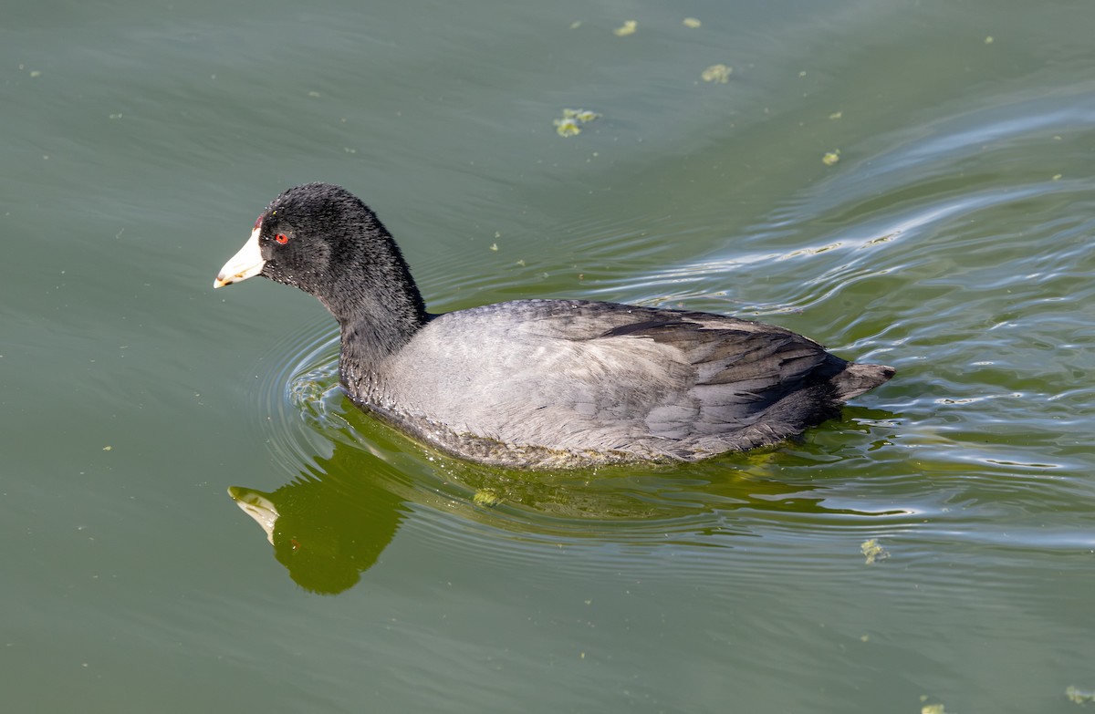 American Coot - ML631435899