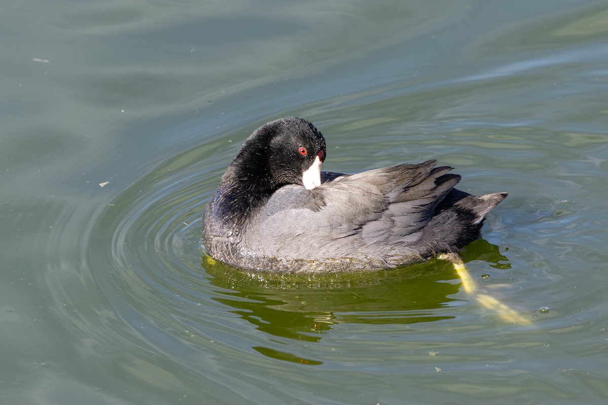 American Coot - ML631435901