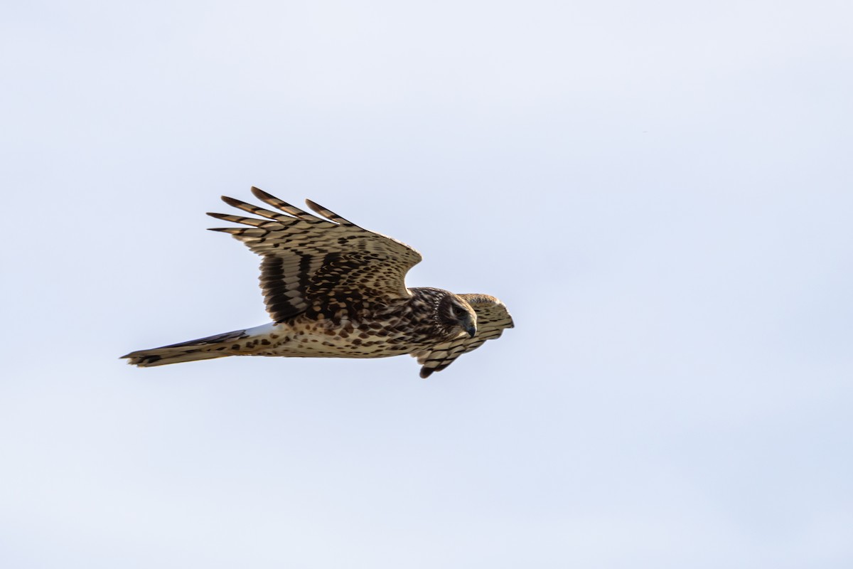 Aguilucho de Hudson - ML631435904