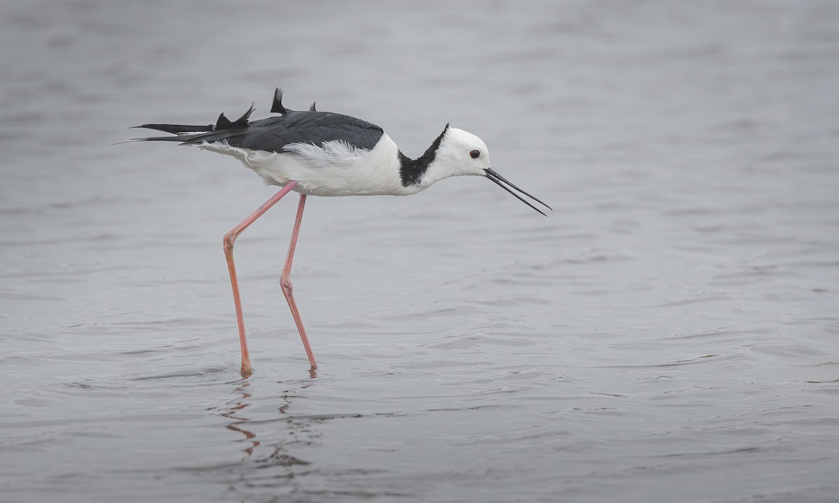Pied Stilt - ML631435907